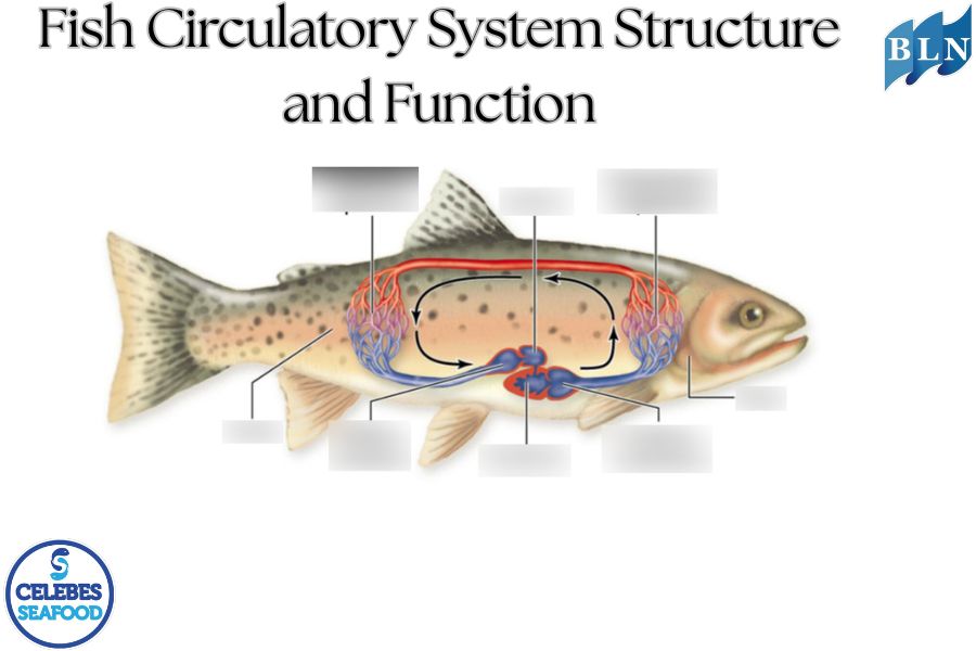 Fish Circulatory System Structure and Function